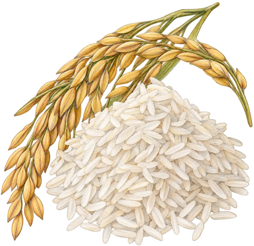 Ilustración de Arroz