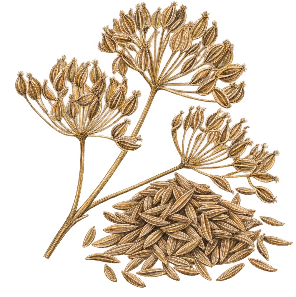 Ilustración de Comino