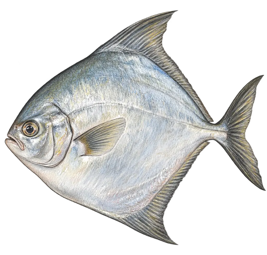 Ilustración de Palometa