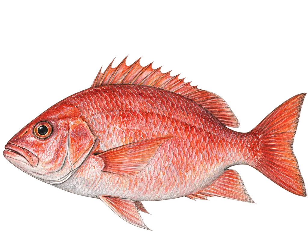 Ilustración de Pargo
