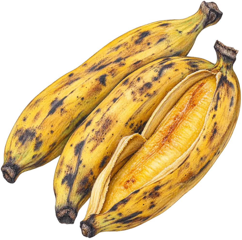 Ilustración de Plátano maduro